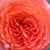 Narancssárga - Nosztalgia rózsa - Emilien Guillot